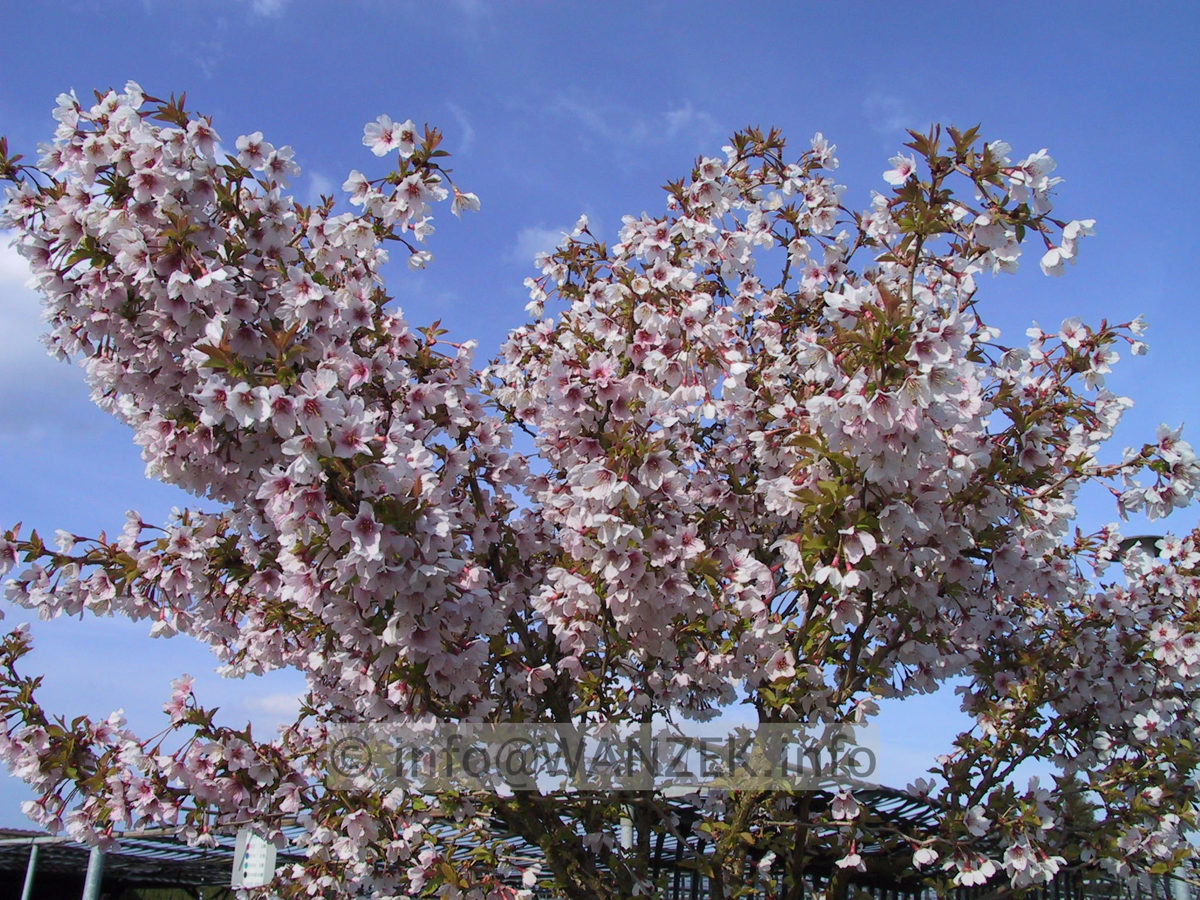 Prunus incisa Kojou-No-Mai 02.JPG